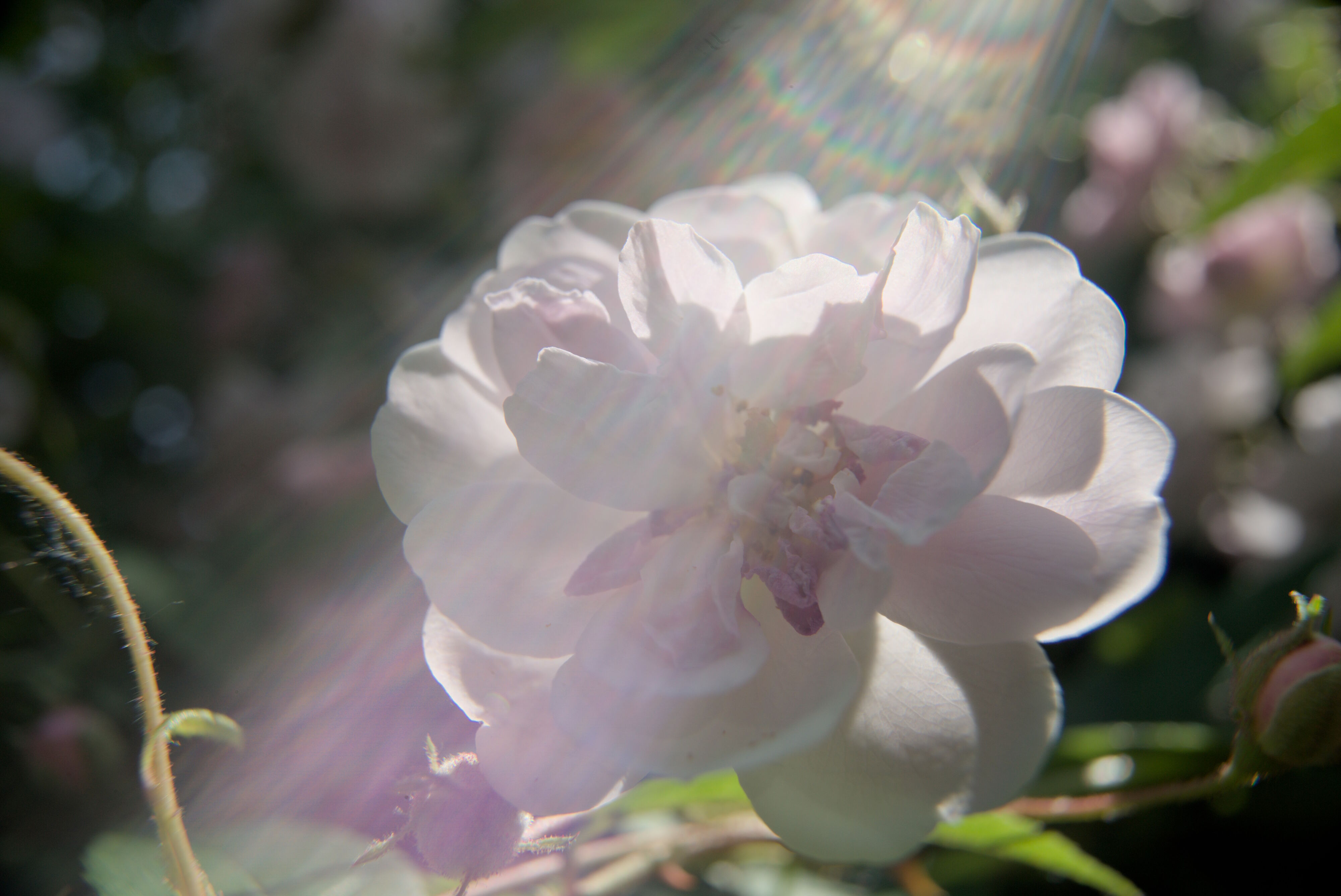 Shower Lens Flare 2